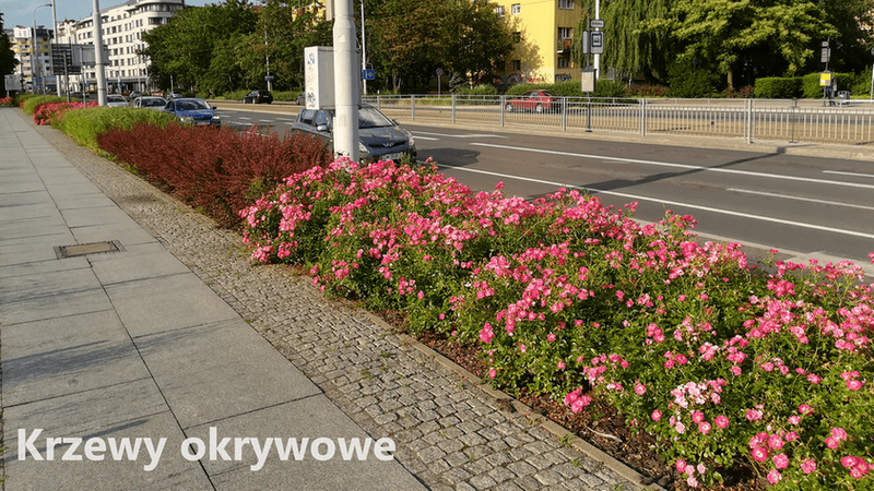 ground cover shrubs